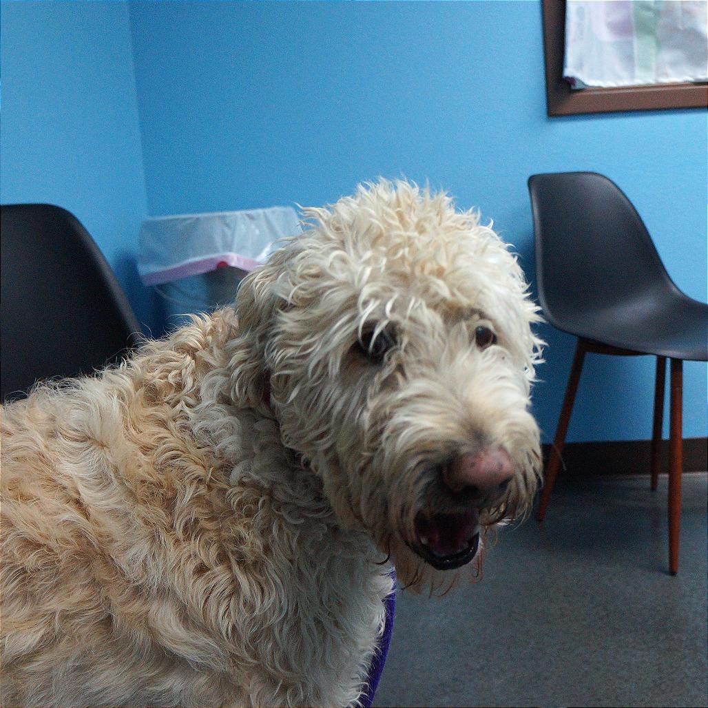 Enlarge Teddy, a Adoptable mixed breed in Idaho Falls, ID image 2/6