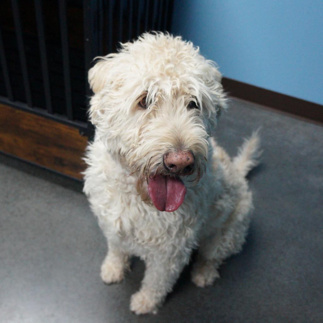 Enlarge Teddy, a Adoptable mixed breed in Idaho Falls, ID image 3/6