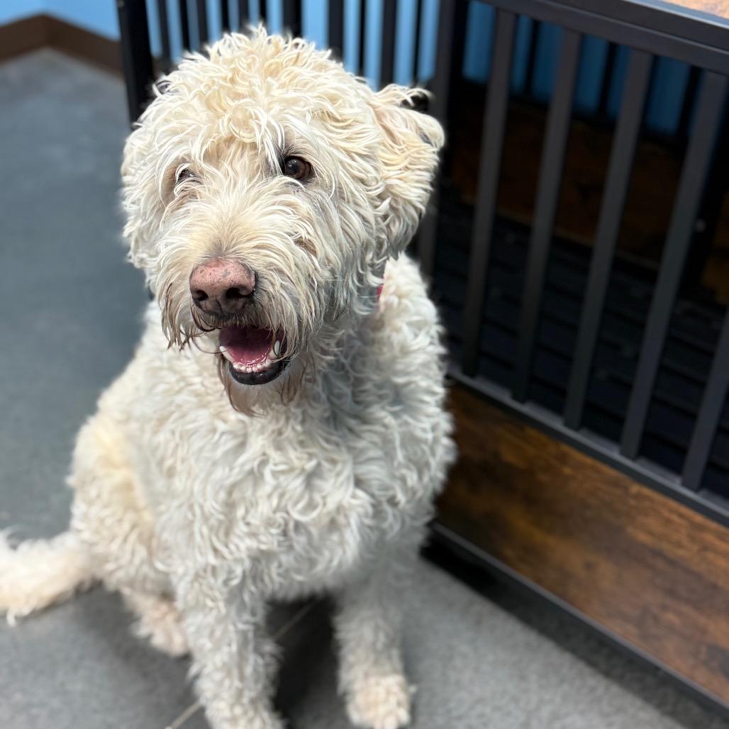 Enlarge Teddy, a Adoptable mixed breed in Idaho Falls, ID image 4/6