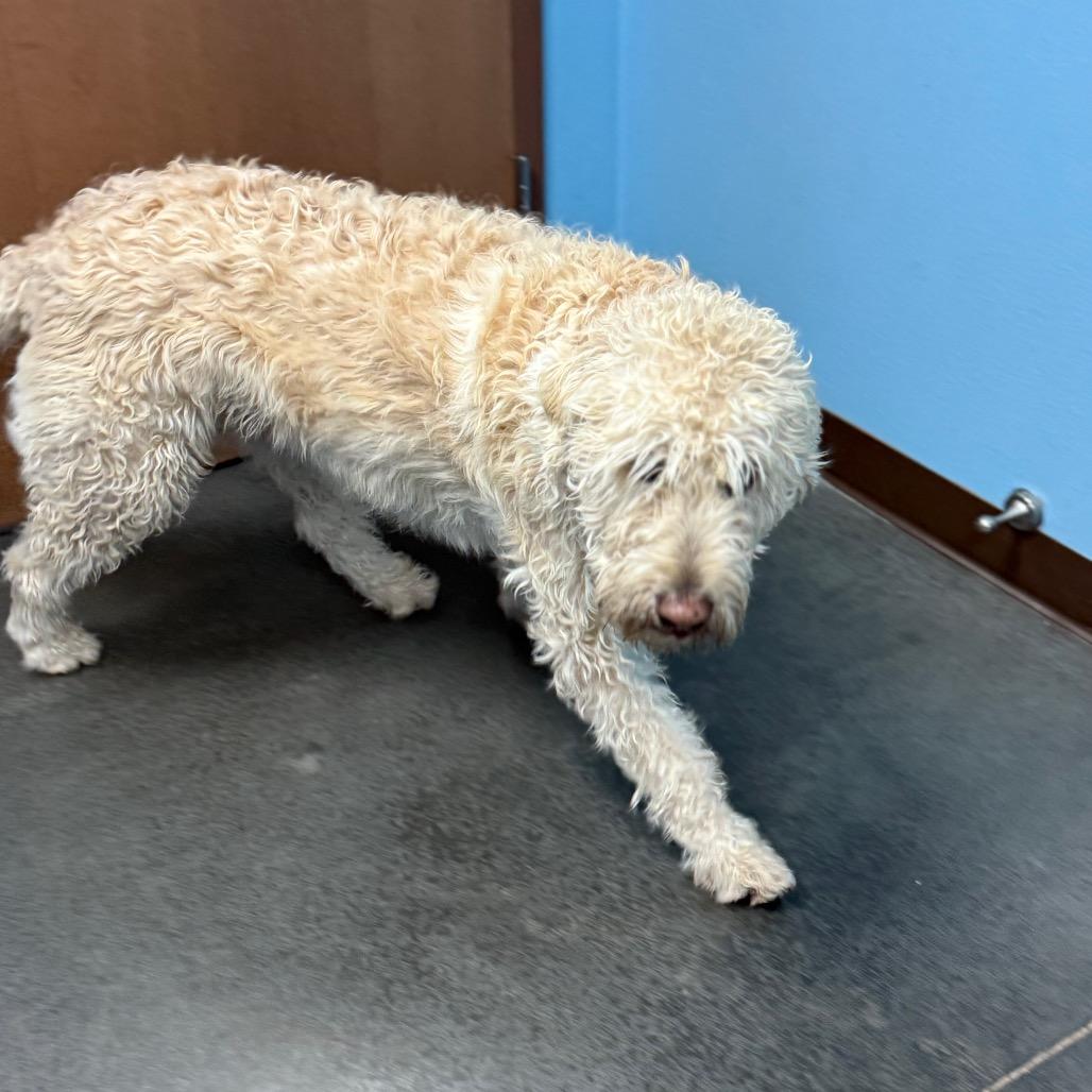 Enlarge Teddy, a Adoptable mixed breed in Idaho Falls, ID image 5/6