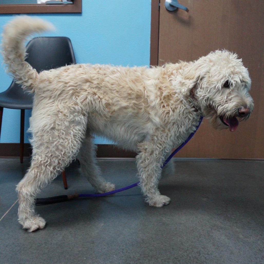 Enlarge Teddy, a Adoptable mixed breed in Idaho Falls, ID image 6/6