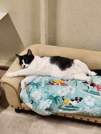 Clover, a Adoptable mixed breed in Visalia, CA image 1/3