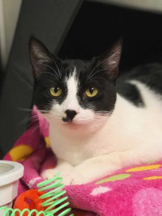 Clover, Adoptable, Senior Female Domestic Short Hair & Domestic Short Hair.