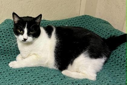 Enlarge Clover, a Adoptable mixed breed in Visalia, CA image 2/3