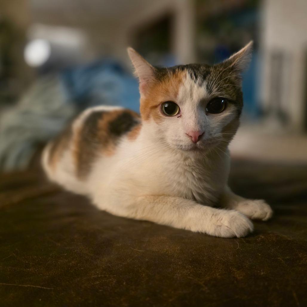 Enlarge Delia, a Adoptable Domestic Short Hair in Muscatine, IA image 2/5