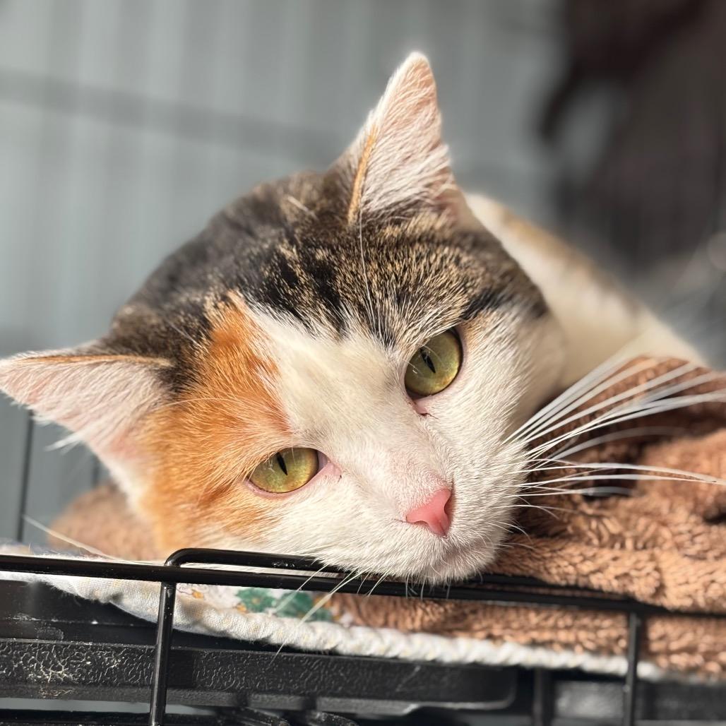 Enlarge Delia, a Adoptable Domestic Short Hair in Muscatine, IA image 3/5