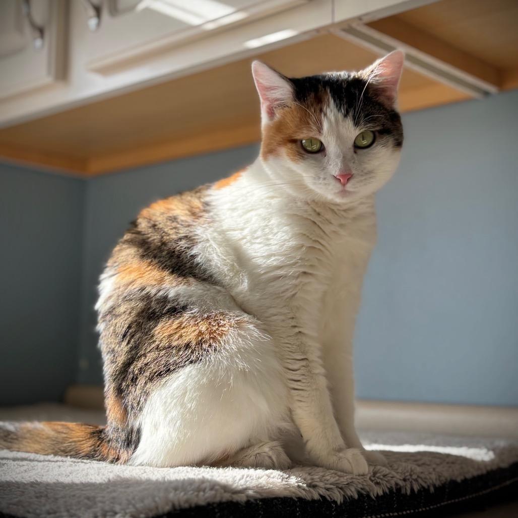 Enlarge Delia, a Adoptable Domestic Short Hair in Muscatine, IA image 4/5