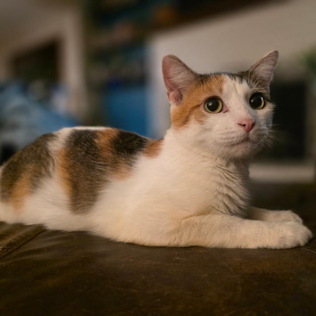 Enlarge Delia, a Adoptable Domestic Short Hair in Muscatine, IA image 5/5