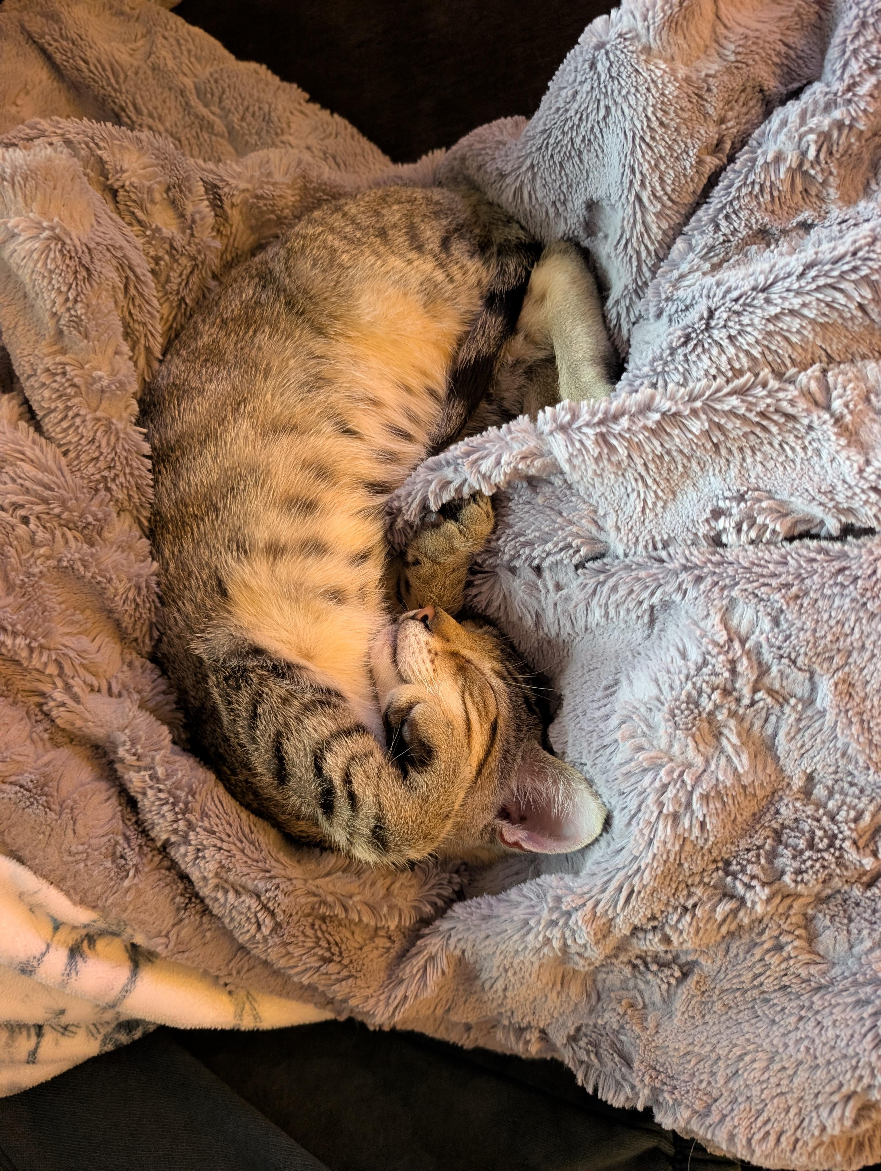 Enlarge Griffin, a Adoptable Domestic Short Hair in Columbus , OH image 5/6