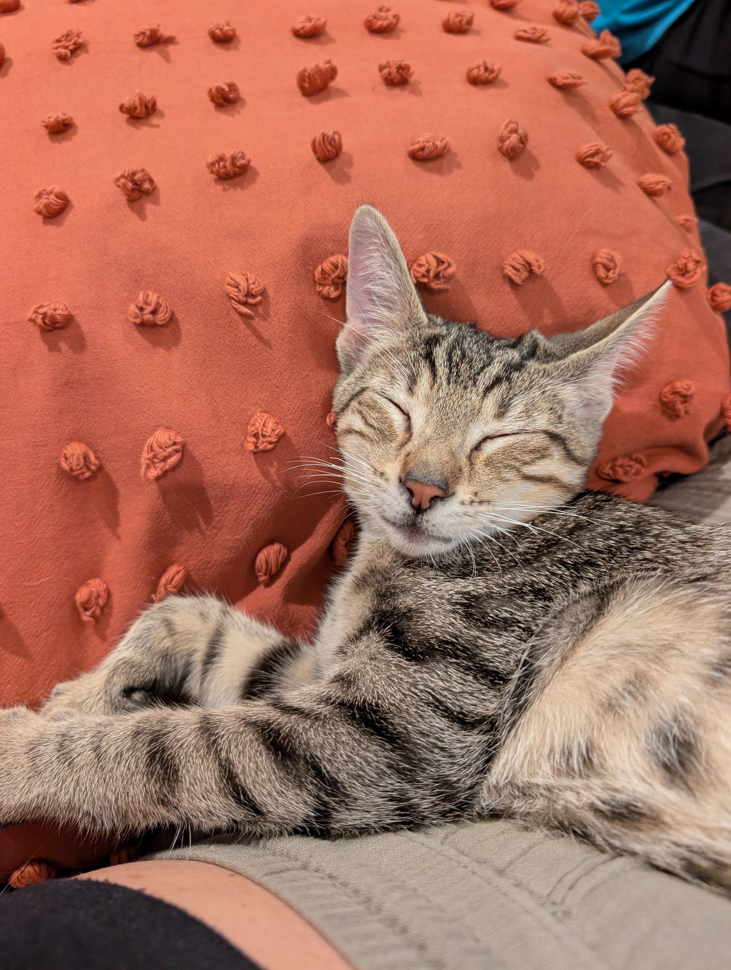 Griffin, Adoptable, Kitten Male Domestic Short Hair.