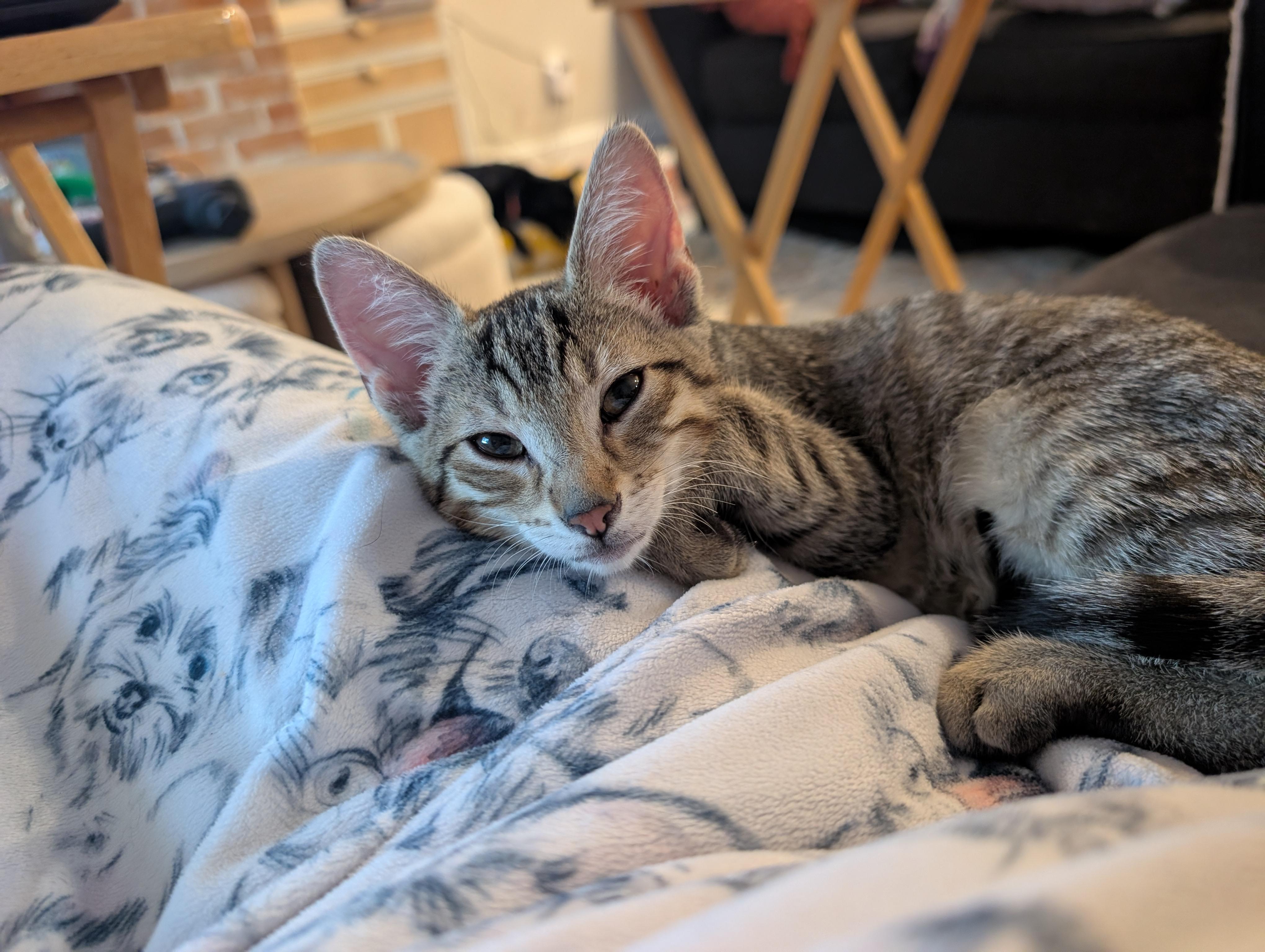 Enlarge Griffin, a Adoptable Domestic Short Hair in Columbus , OH image 6/6