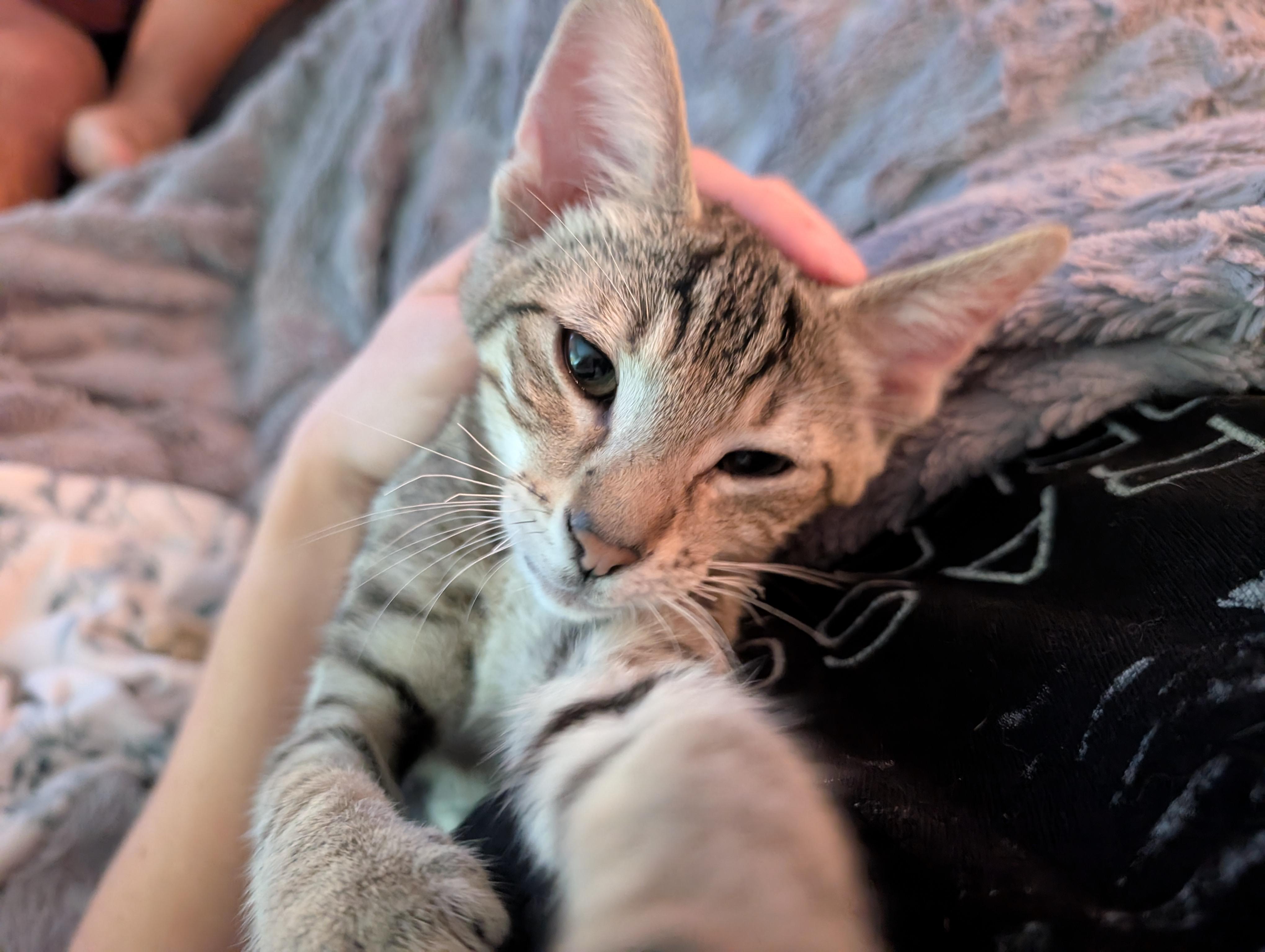 Enlarge Griffin, a Adoptable Domestic Short Hair in Columbus , OH image 3/6