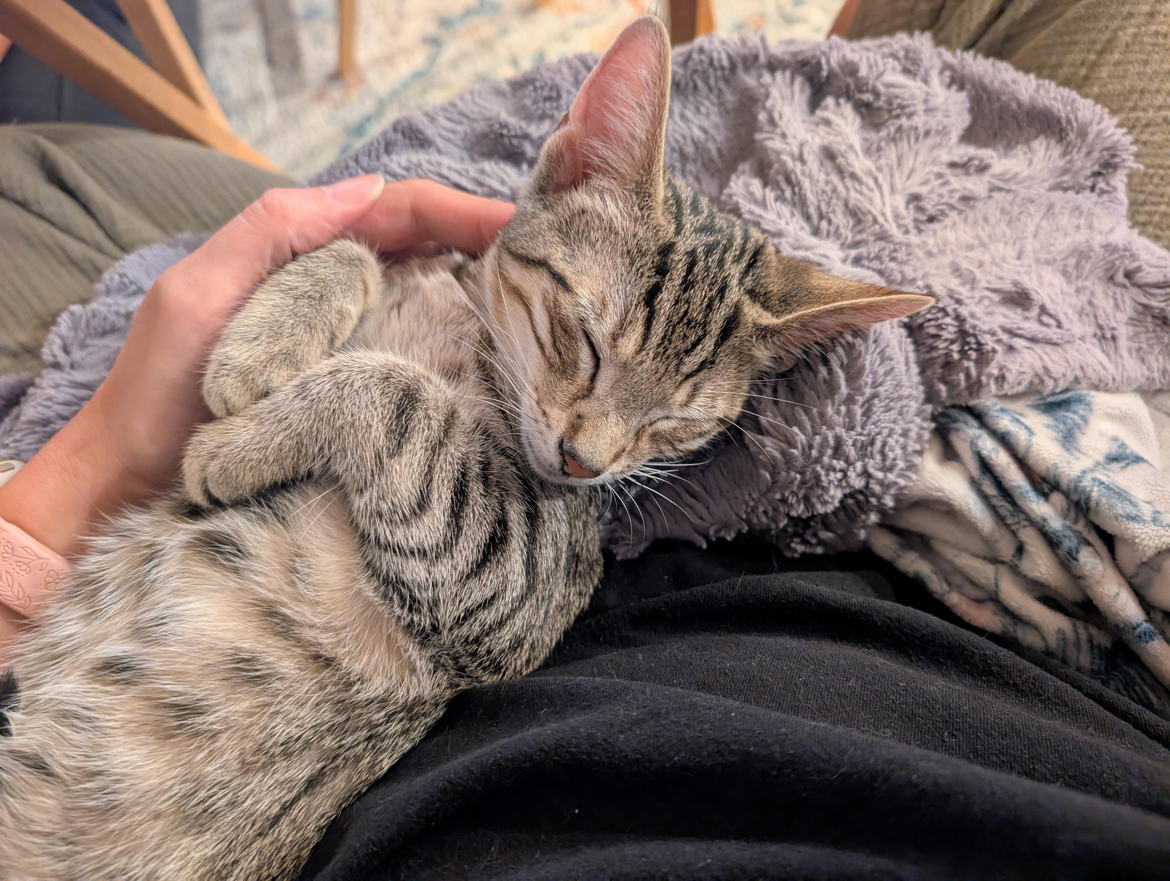 Enlarge Griffin, a Adoptable Domestic Short Hair in Columbus , OH image 2/6