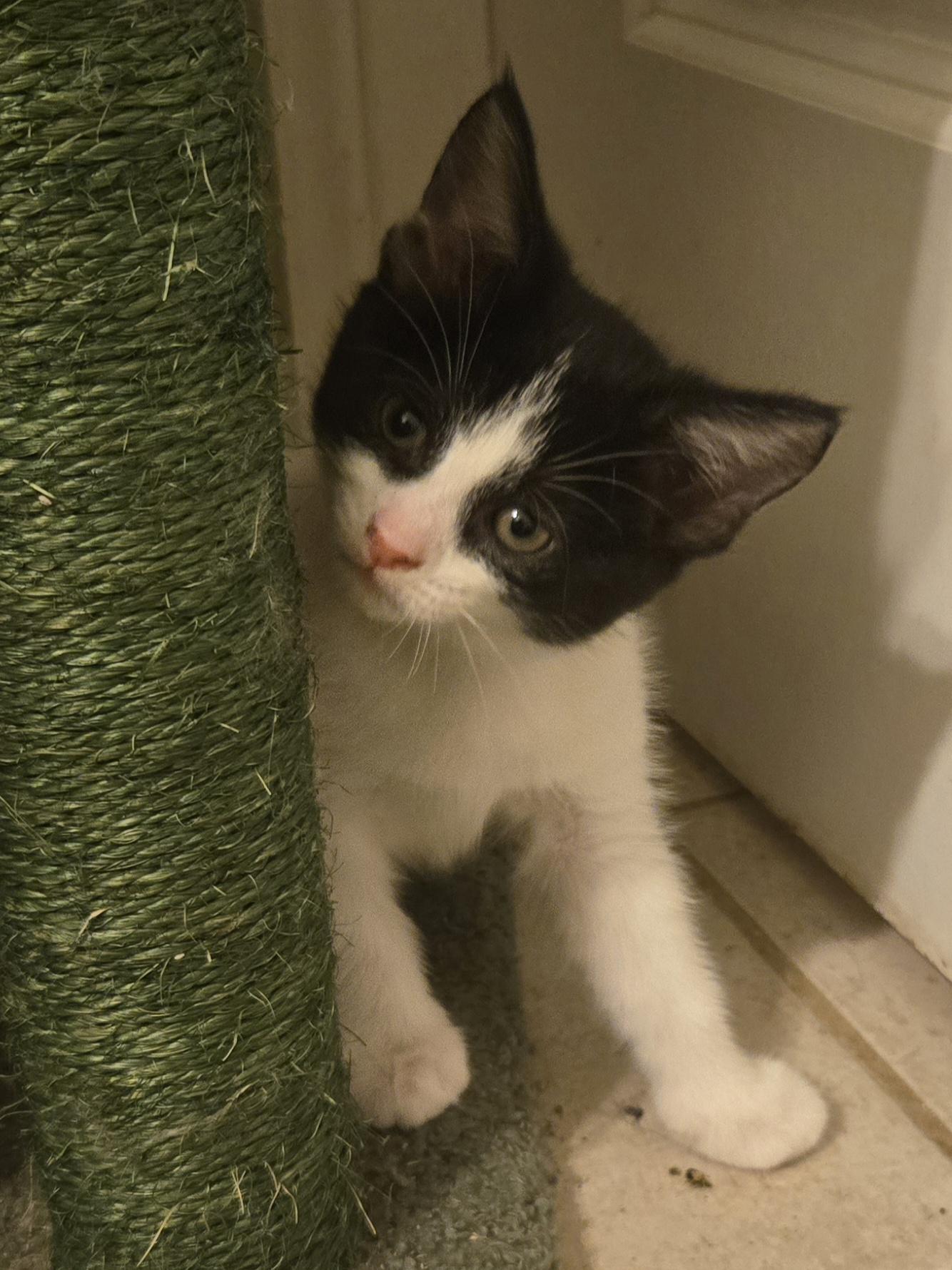 Enlarge Thunder, a Adoptable Domestic Short Hair in Concord, OH image 2/5