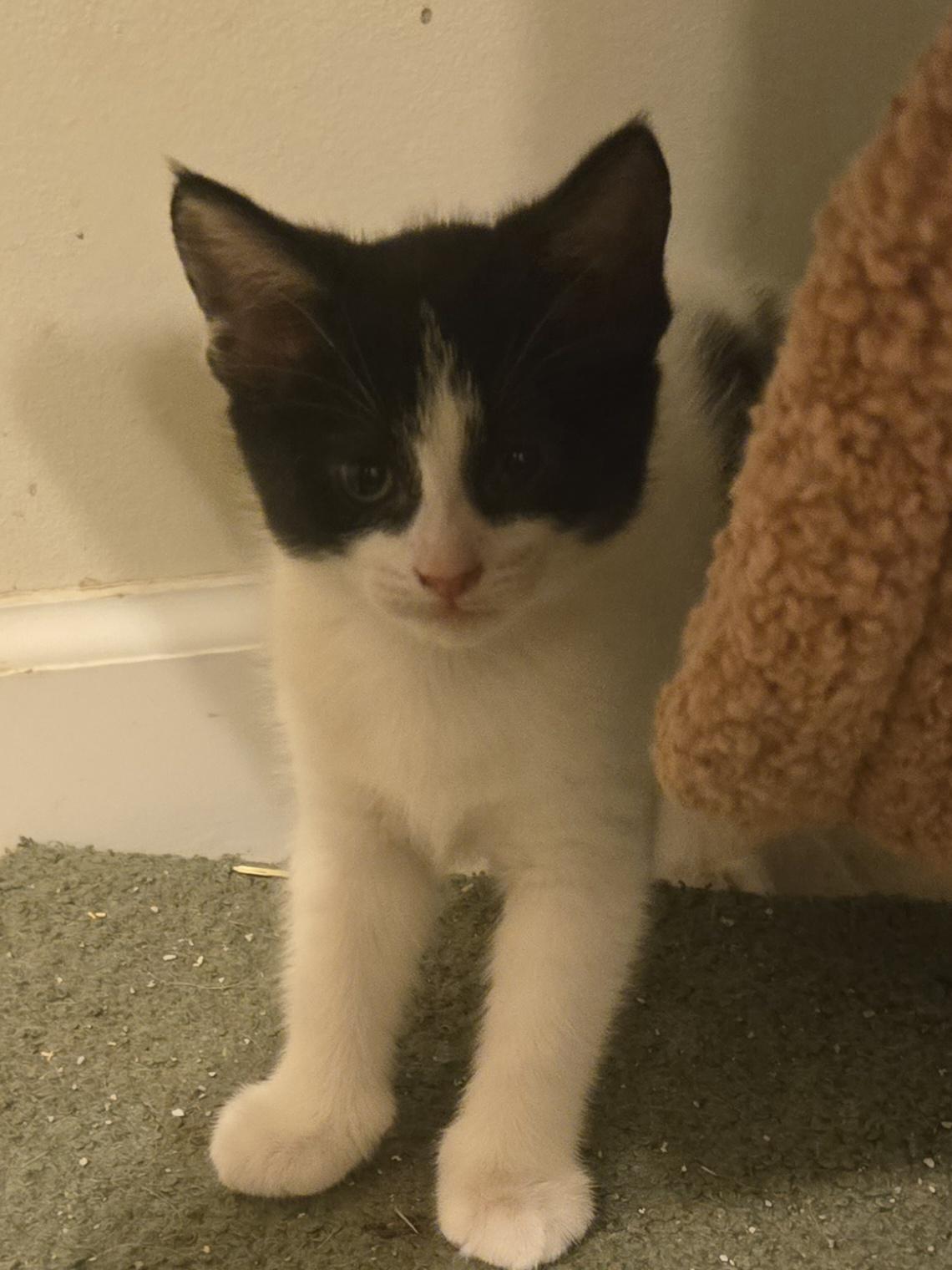 Enlarge Thunder, a Adoptable Domestic Short Hair in Concord, OH image 4/5
