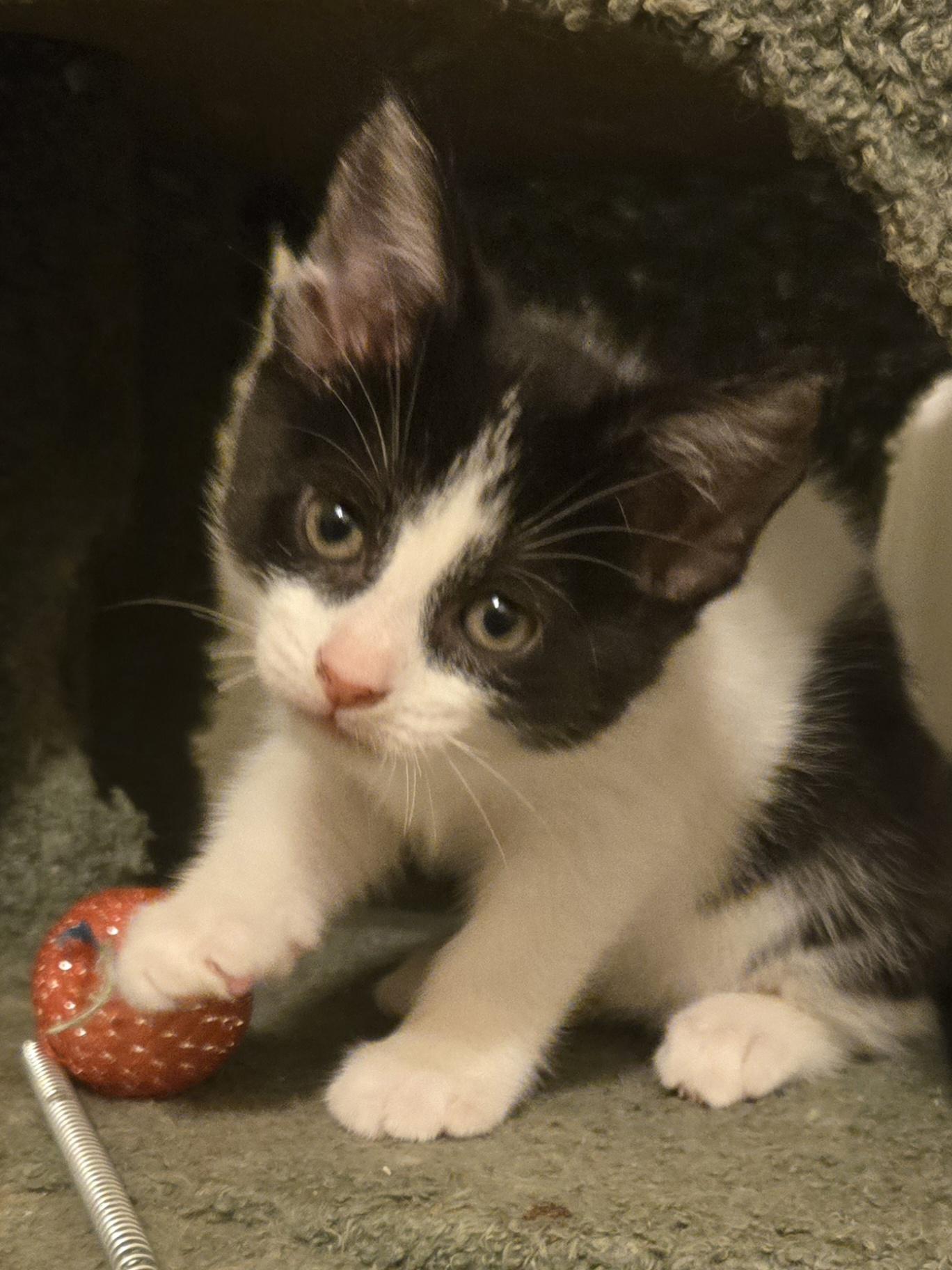 Thunder, Adoptable, Kitten Male Domestic Short Hair.