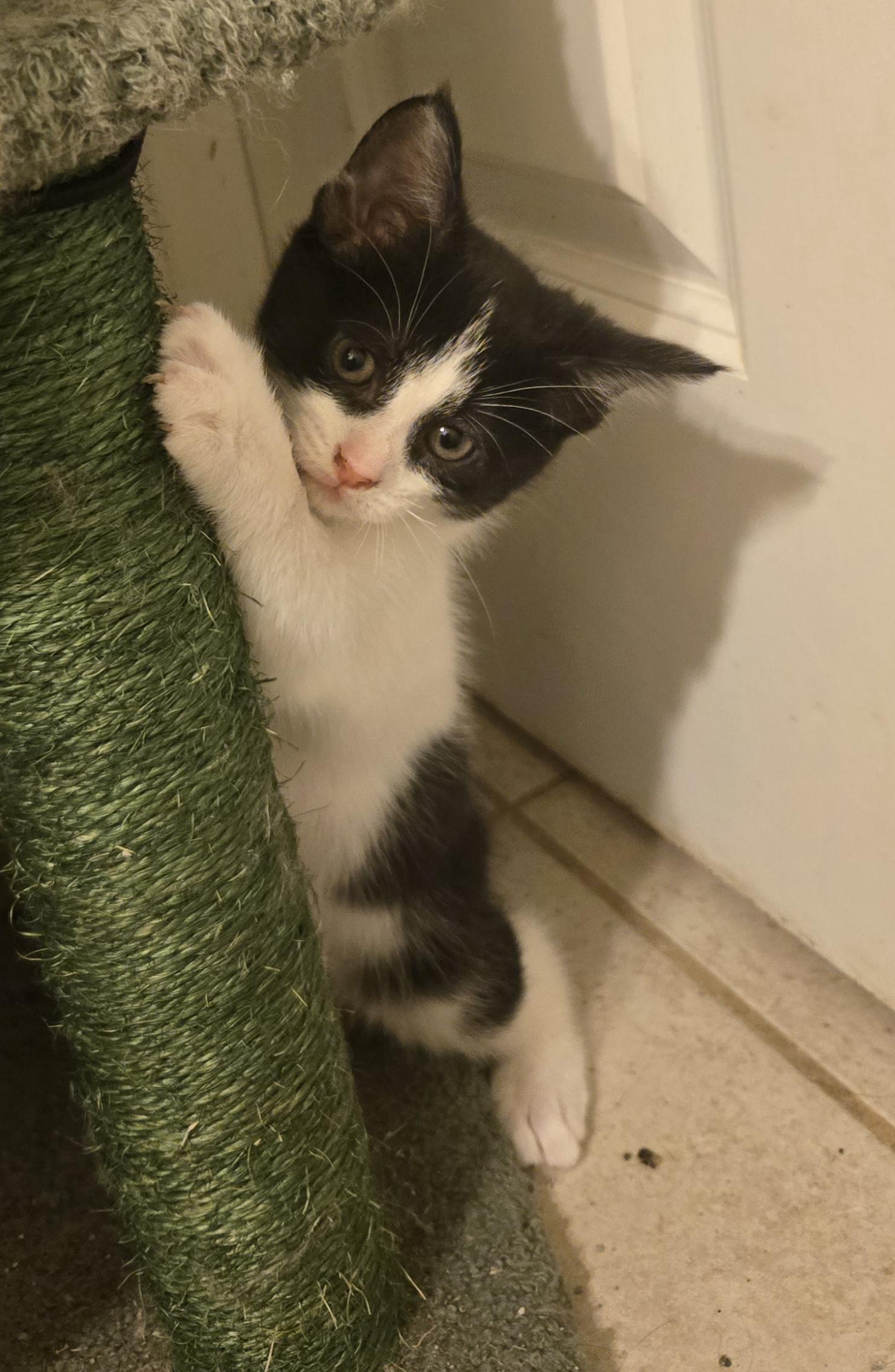 Enlarge Thunder, a Adoptable Domestic Short Hair in Concord, OH image 3/5