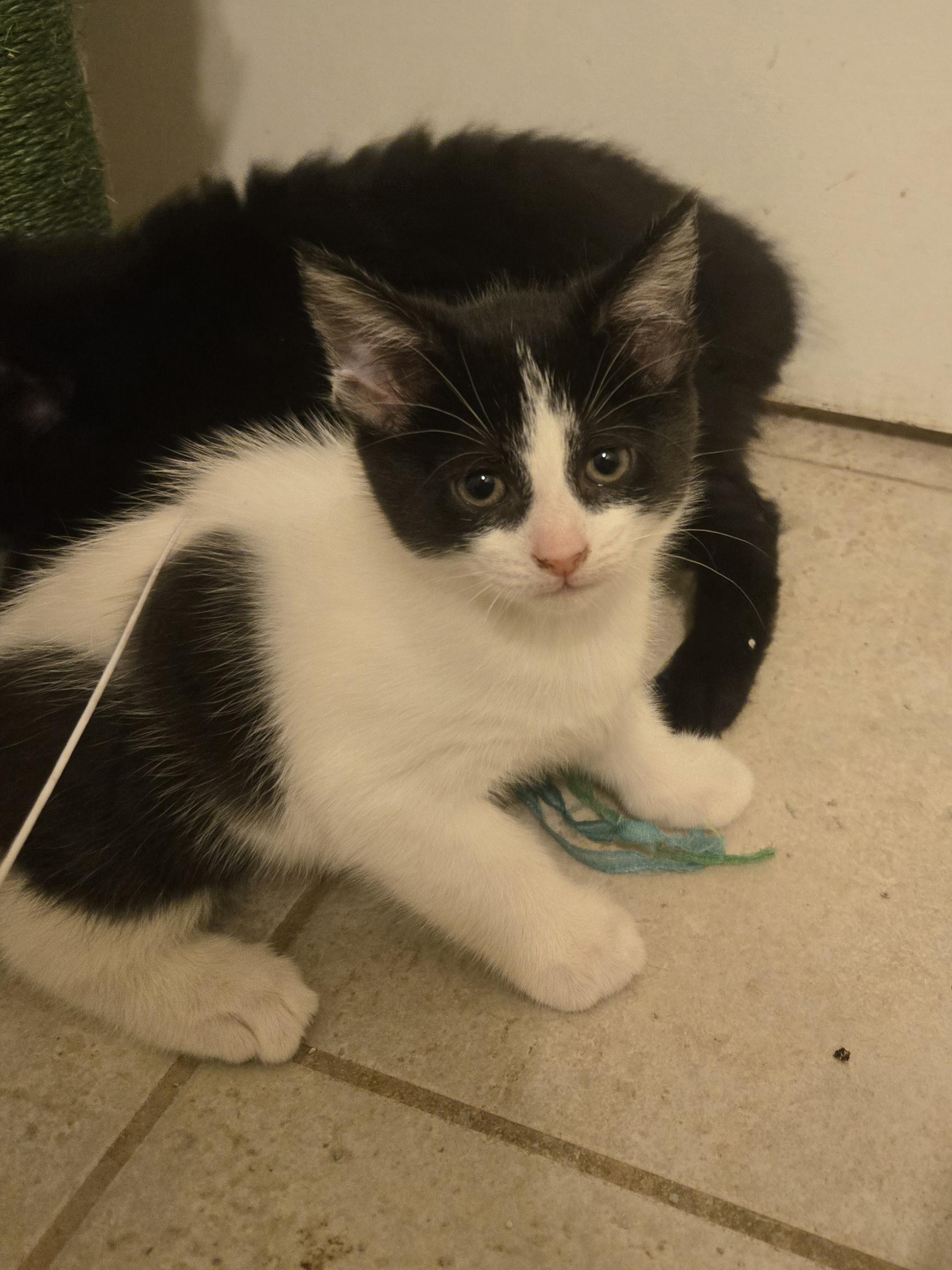 Enlarge Thunder, a Adoptable Domestic Short Hair in Concord, OH image 5/5