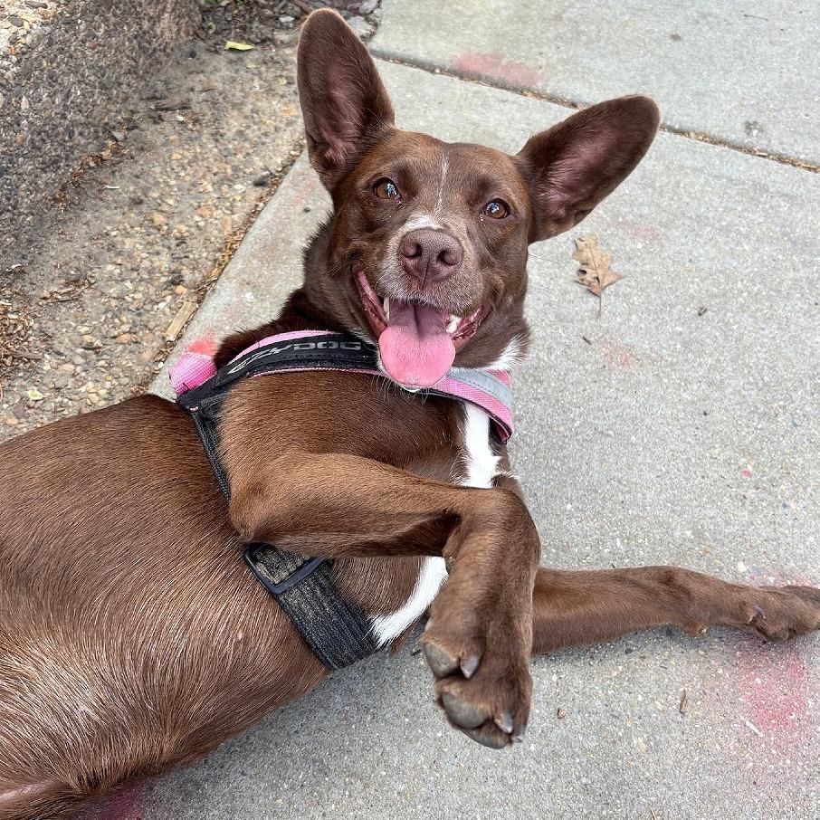 Enlarge Coco, a Adoptable Cattle Dog in Washington, DC image 1/6