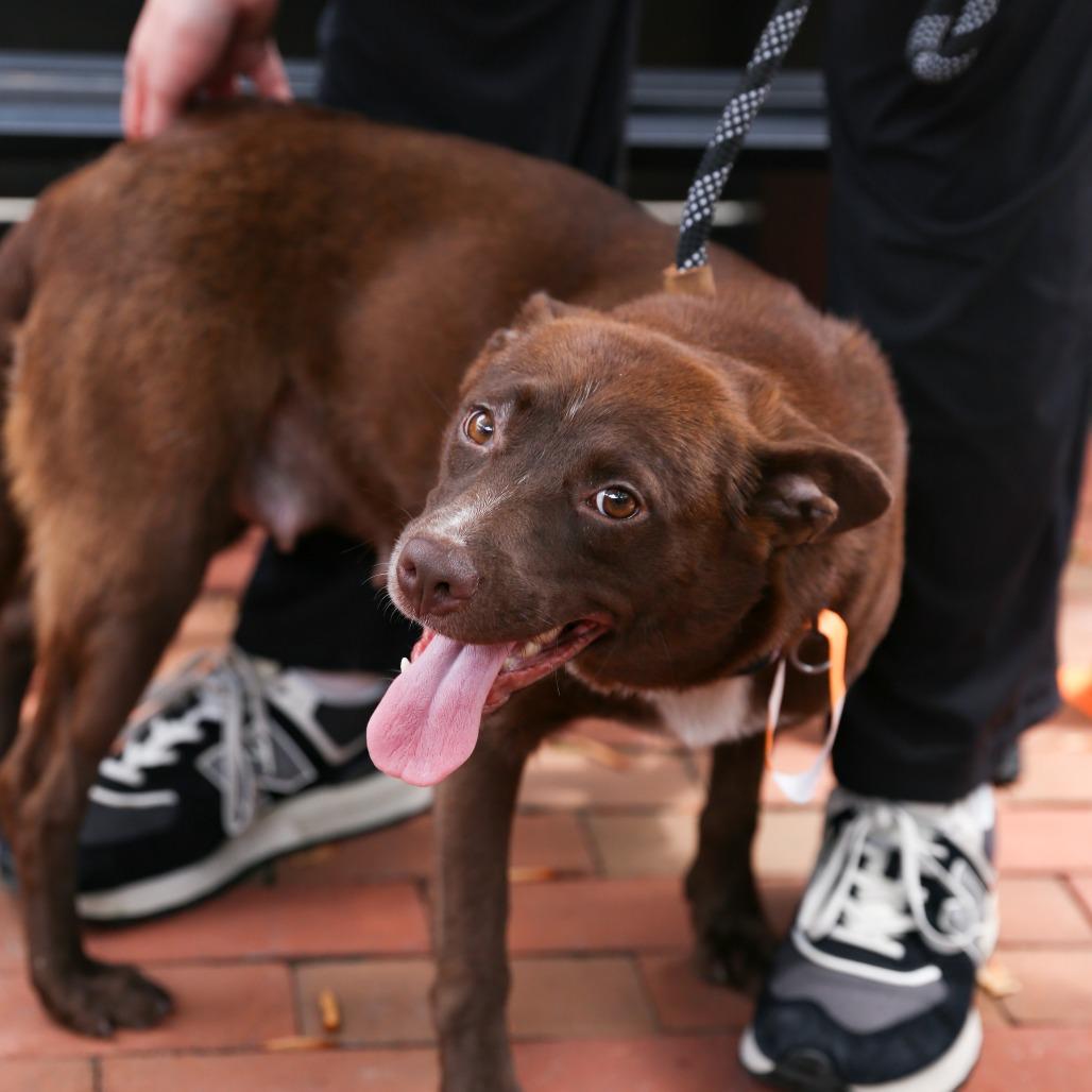Enlarge Coco, a Adoptable Cattle Dog in Washington, DC image 1/6