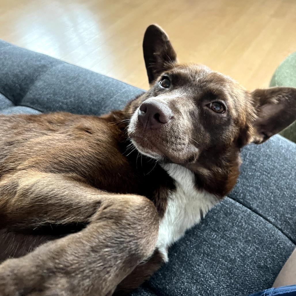 Enlarge Coco, a Adoptable Cattle Dog in Washington, DC image 2/6