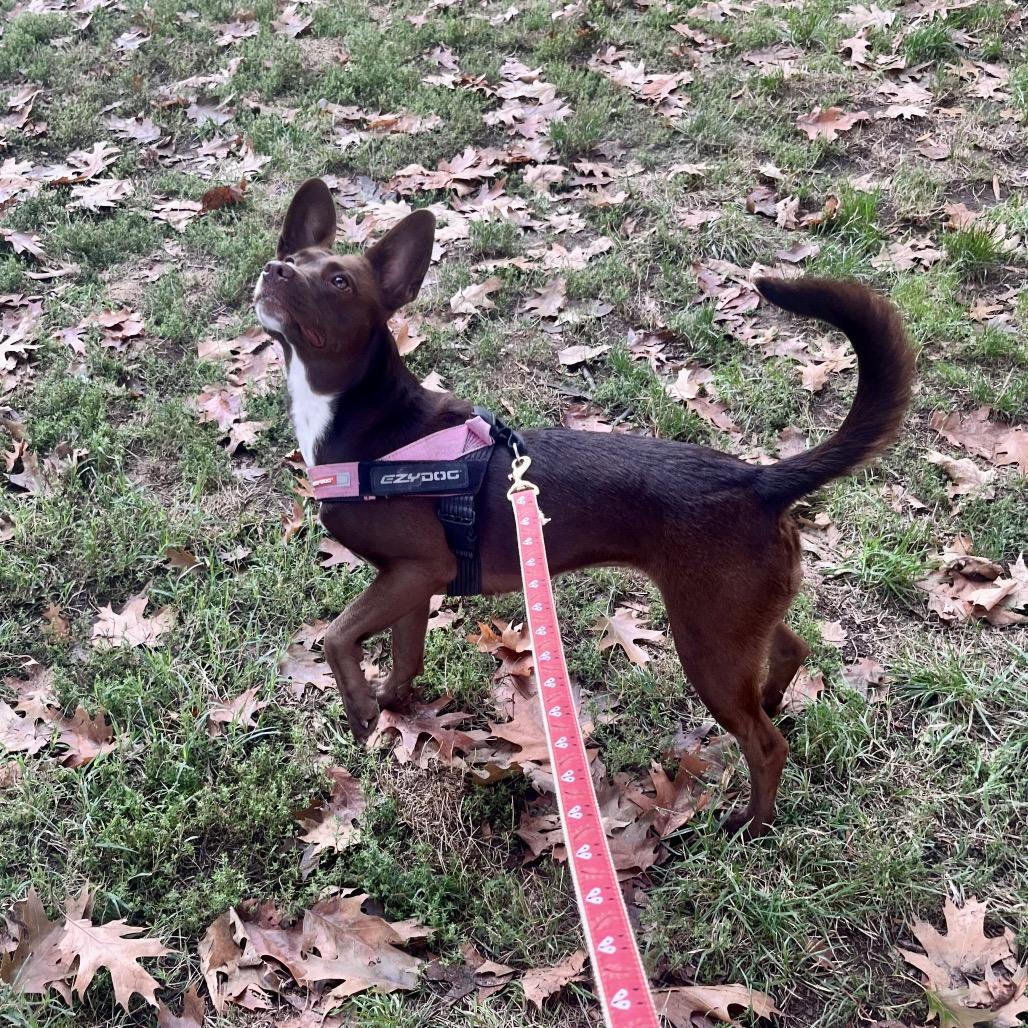 Enlarge Coco, a Adoptable Cattle Dog in Washington, DC image 2/6