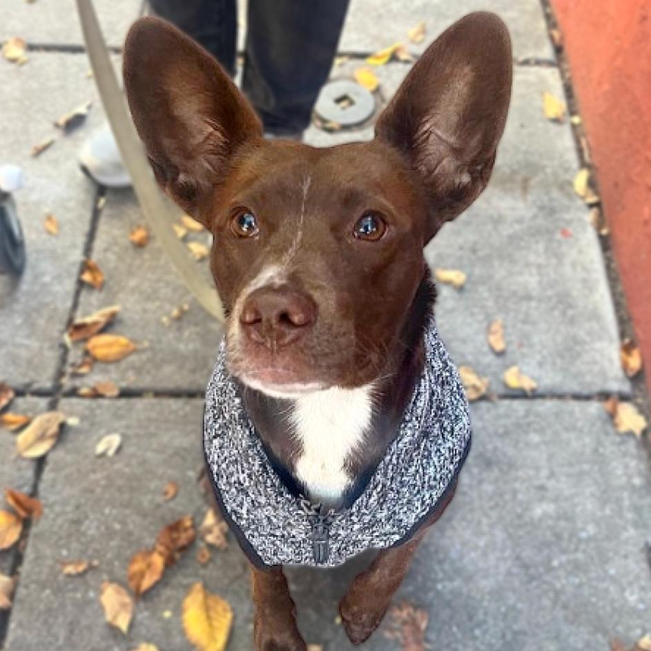 Enlarge Coco, a Adoptable Cattle Dog in Washington, DC image 3/6