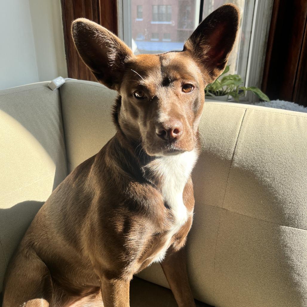 Enlarge Coco, a Adoptable Cattle Dog in Washington, DC image 4/6