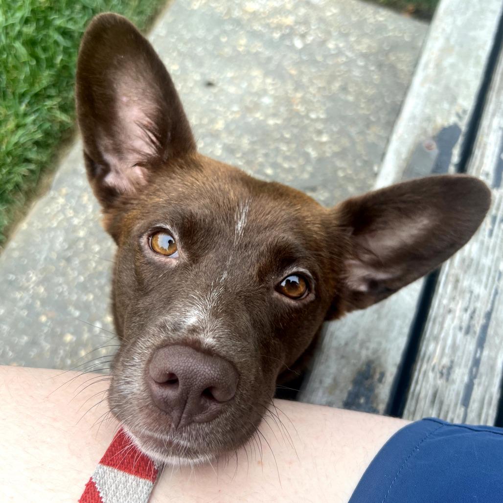 Enlarge Coco, a Adoptable Cattle Dog in Washington, DC image 5/6