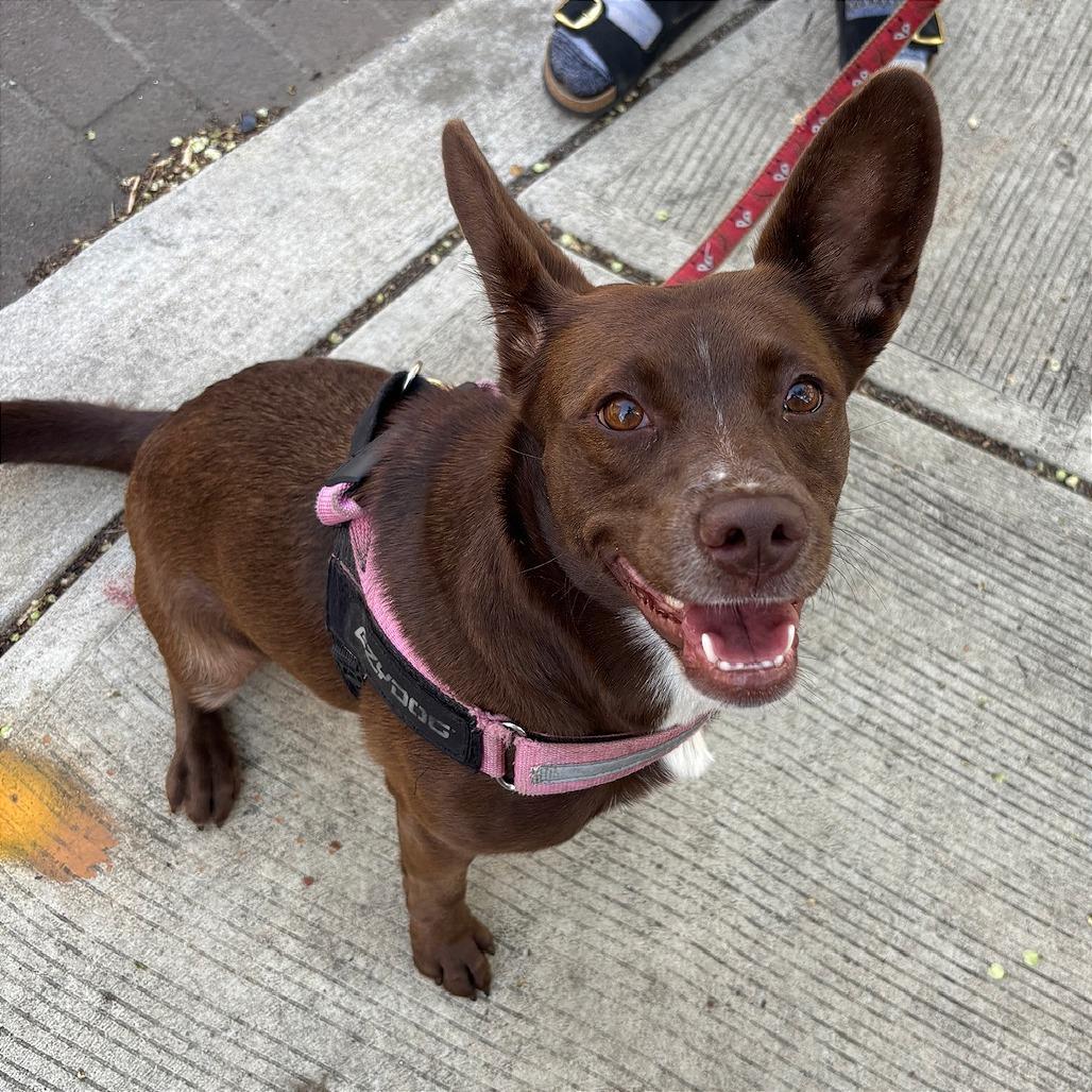 Enlarge Coco, a Adoptable Cattle Dog in Washington, DC image 6/6