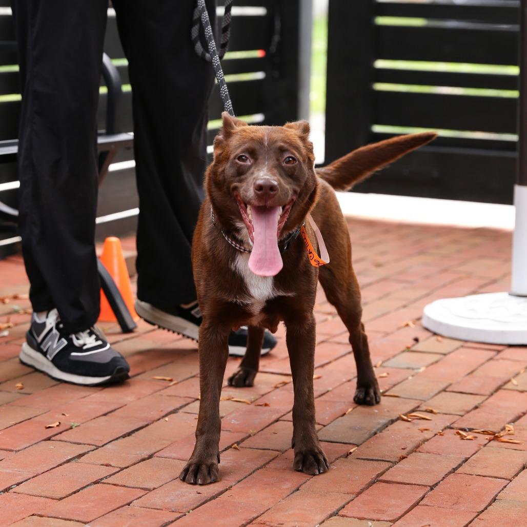 Enlarge Coco, a Adoptable Cattle Dog in Washington, DC image 6/6