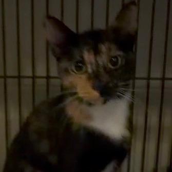 Mistletoe, Adoptable, Adult Female Domestic Short Hair.