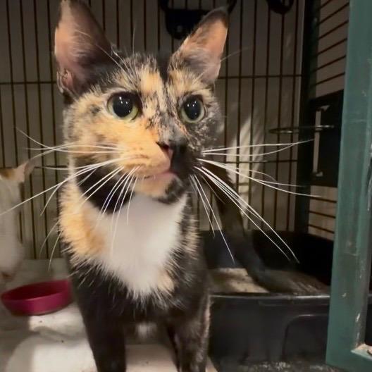 Enlarge Mistletoe, a Adoptable Domestic Short Hair in Elwood, IN image 2/2