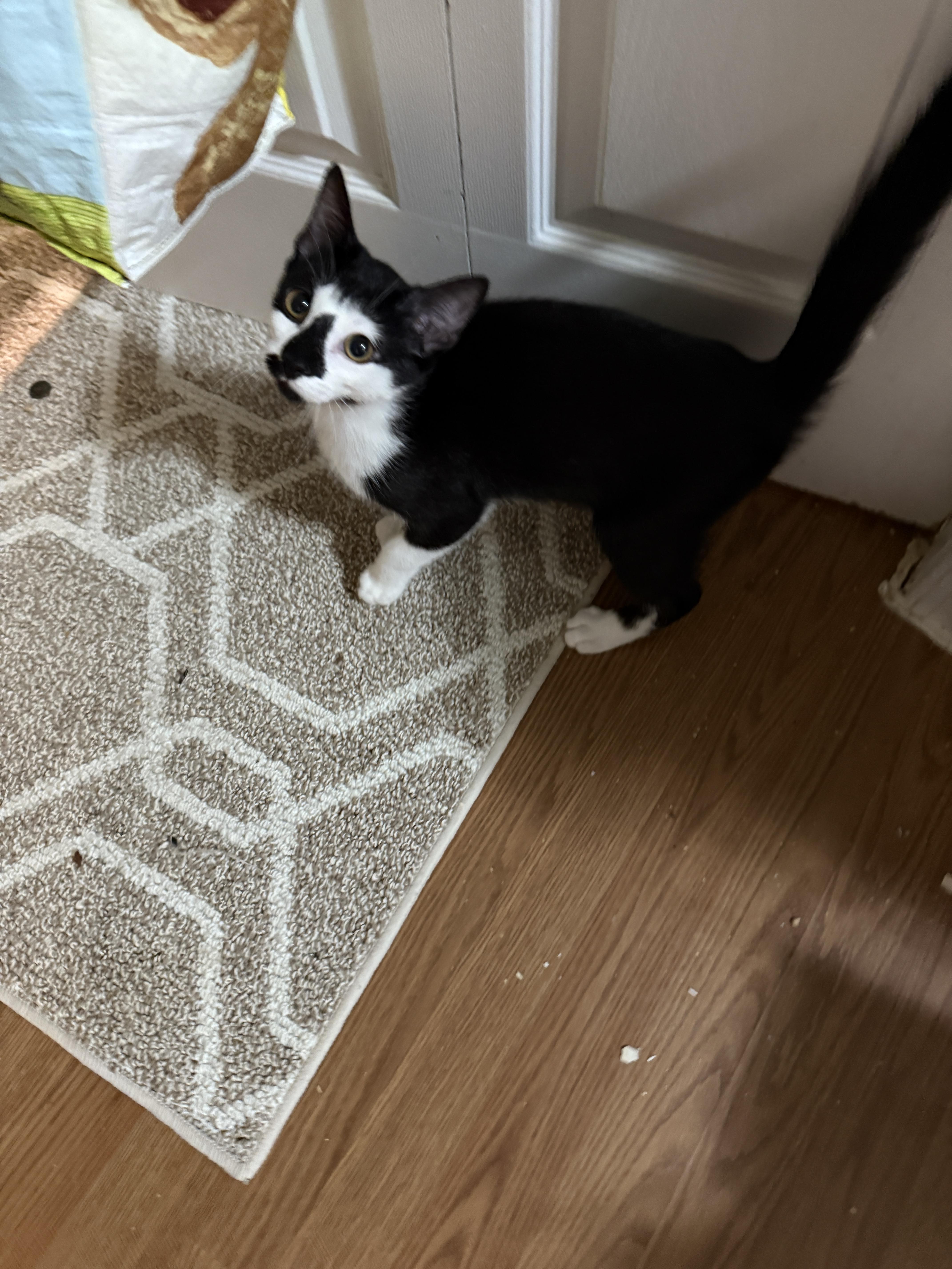 Nosey, Adoptable, Young Male Domestic Short Hair.