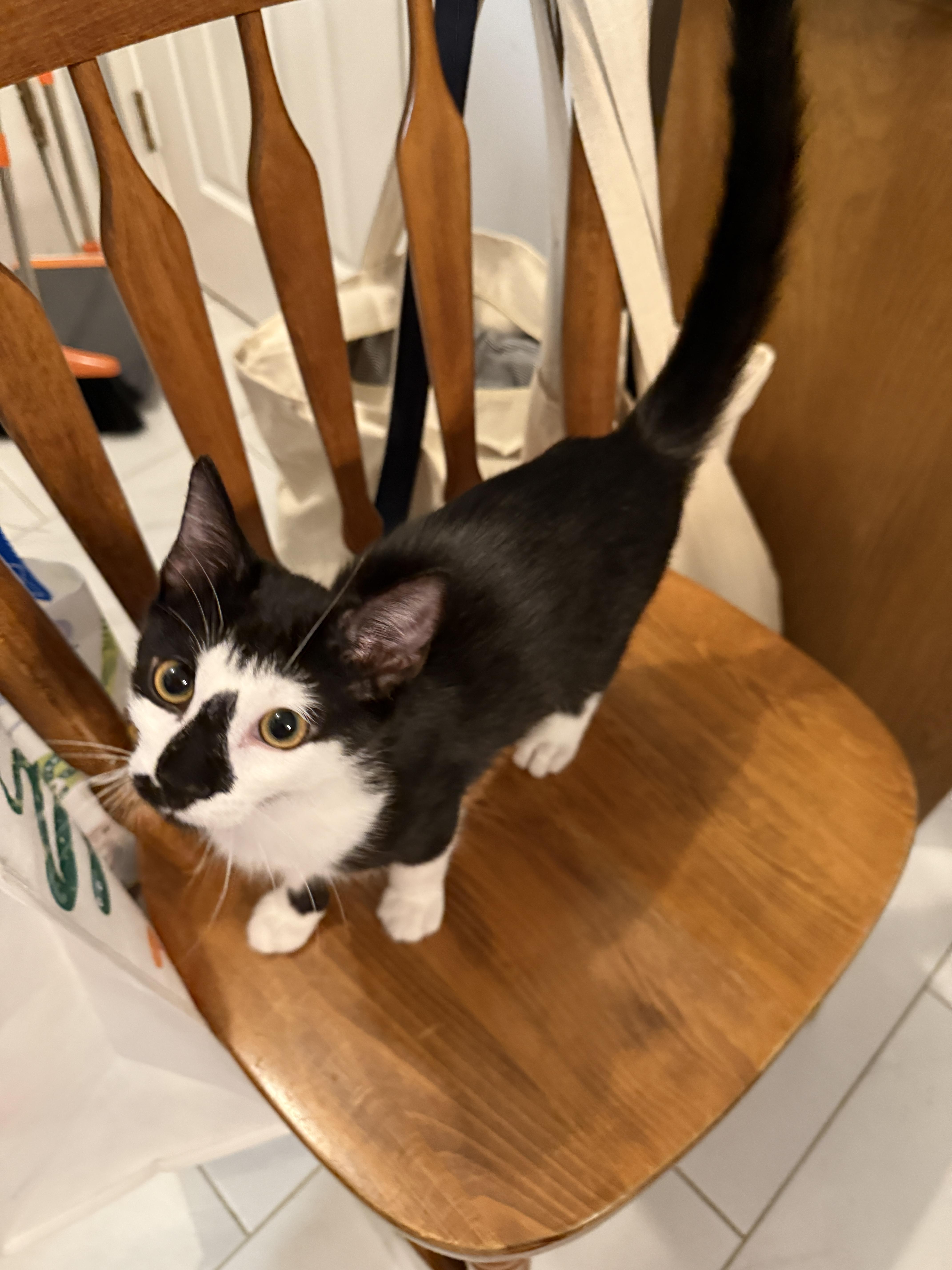 Enlarge Nosey, a Adoptable Domestic Short Hair in Plymouth , NH image 3/6