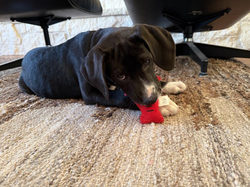 Connollyye / Jolly, Adoptable, Puppy Male Labrador Retriever & Mixed Breed.
