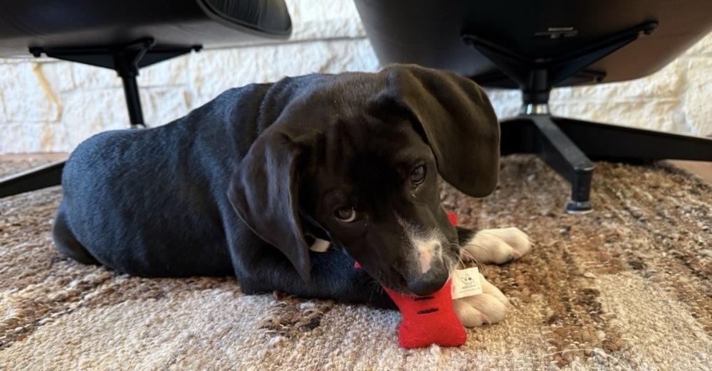 Connollyye / Jolly, a Adoptable mixed breed in Broomfield, CO image 2/6