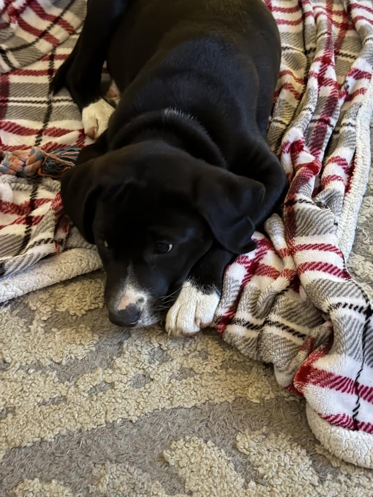Connollyye / Jolly, a Adoptable mixed breed in Broomfield, CO image 4/6