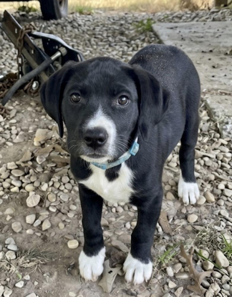 Connollyye / Jolly, a Adoptable mixed breed in Broomfield, CO image 6/6