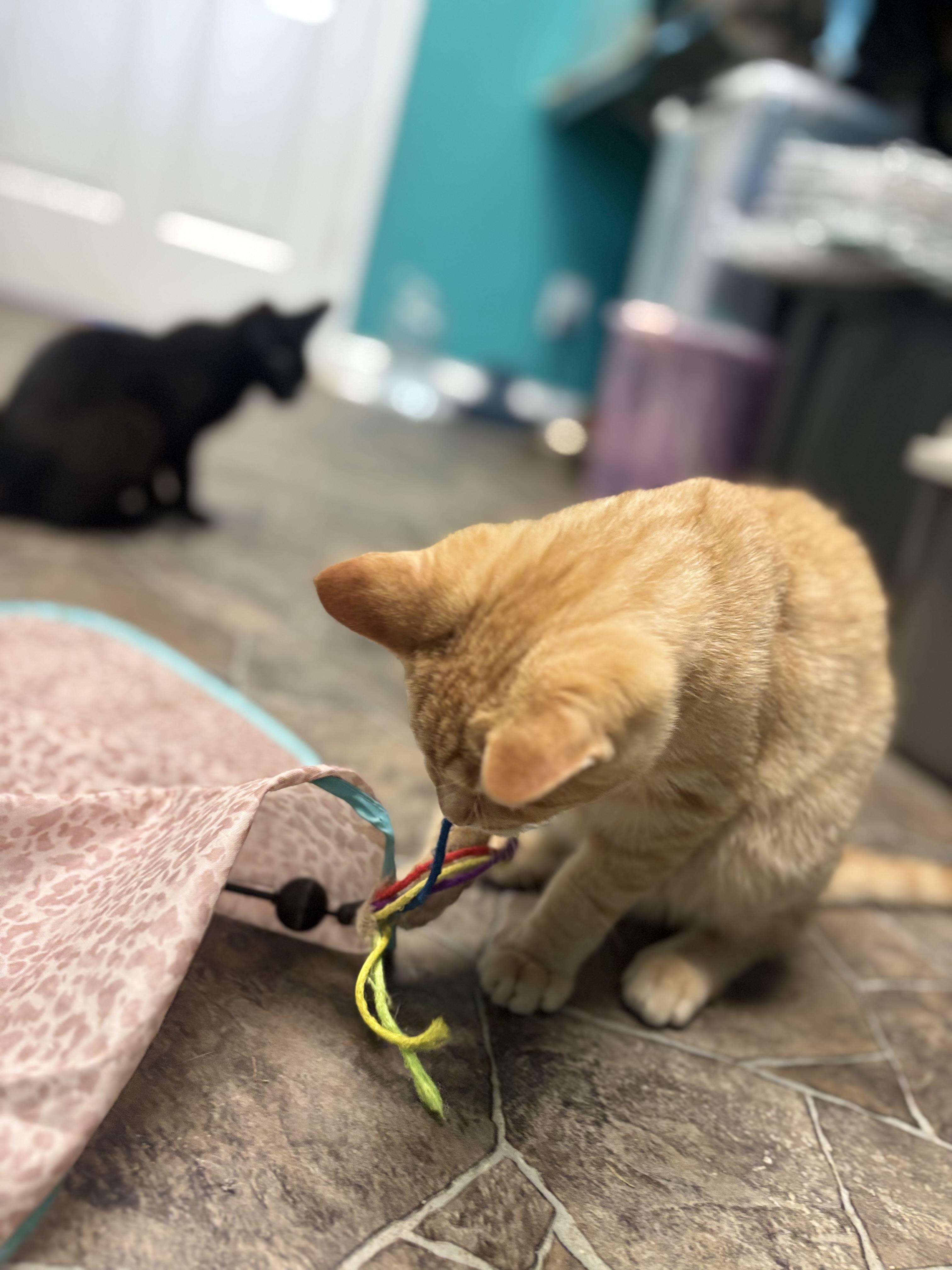 Benji, a Adoptable Domestic Short Hair in Maineville, OH image 2/2