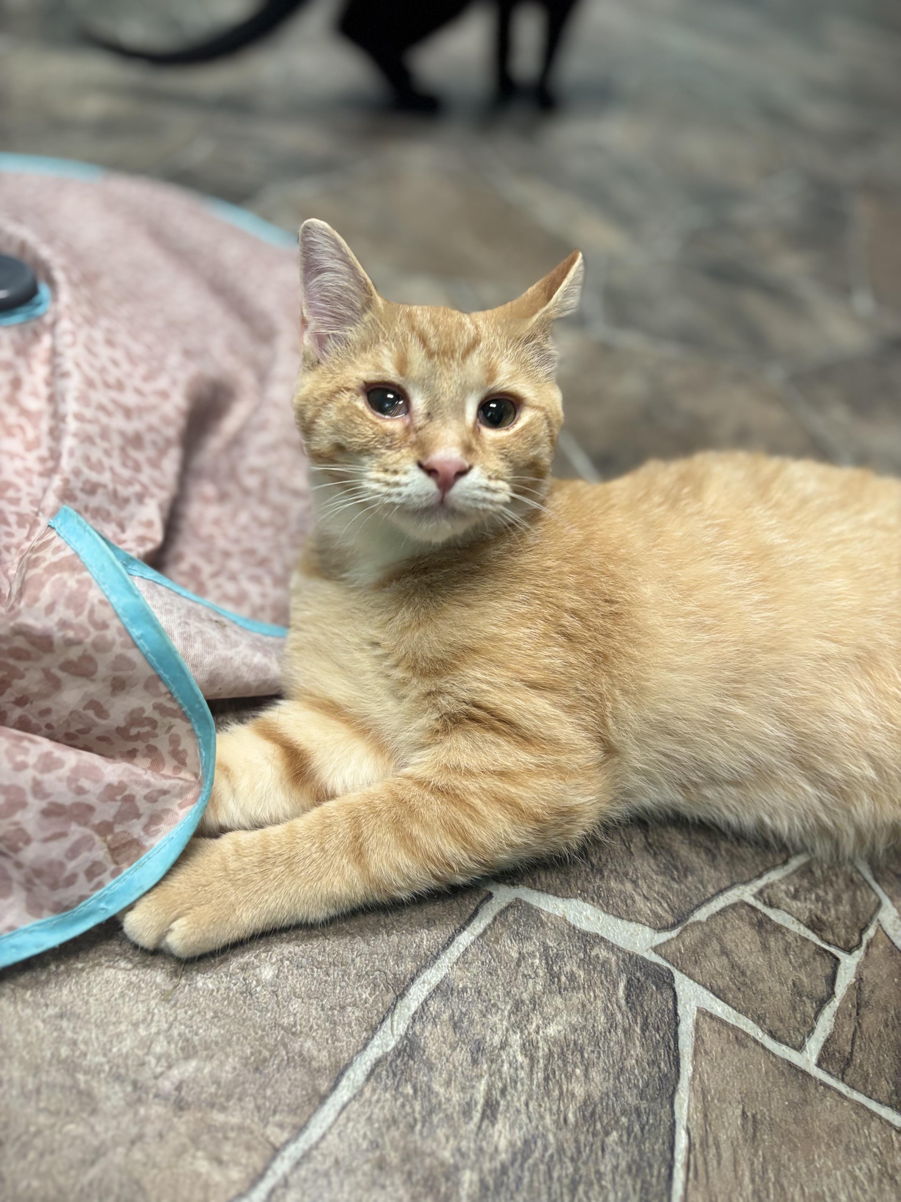 Benji, Adoptable, Kitten Male Domestic Short Hair.