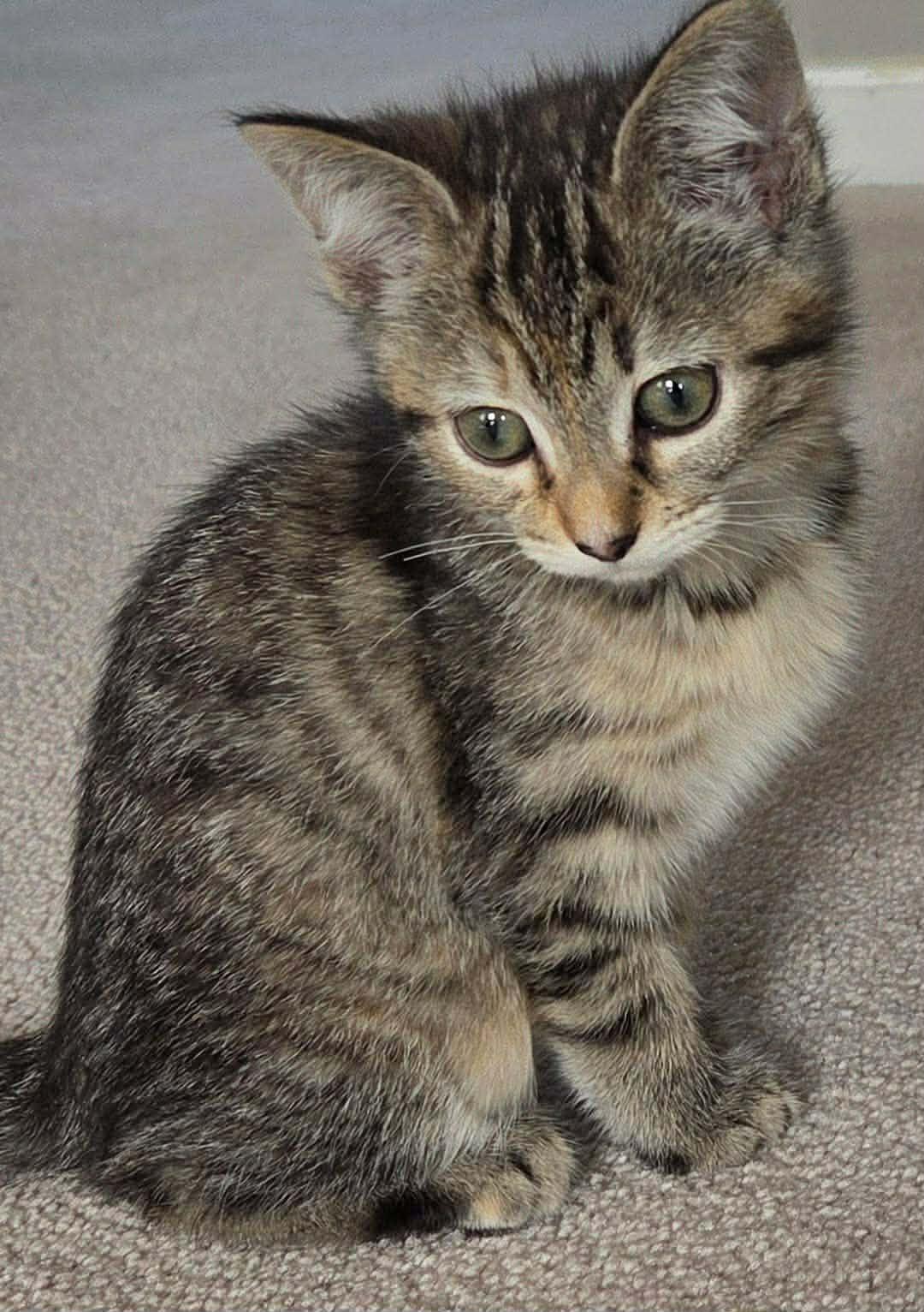 Enlarge Yazmin, an adopted Tabby in Fairborn, OH image 2/3