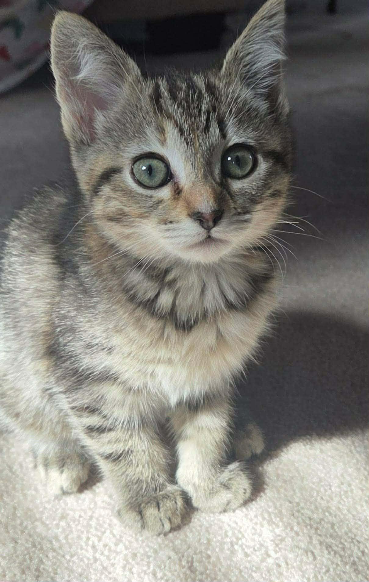 Enlarge Yazmin, an adopted Tabby in Fairborn, OH image 3/3