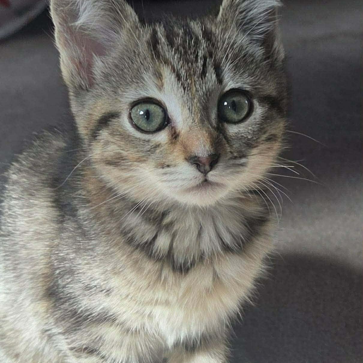Yazmin, adopted, Kitten Female Tabby.
