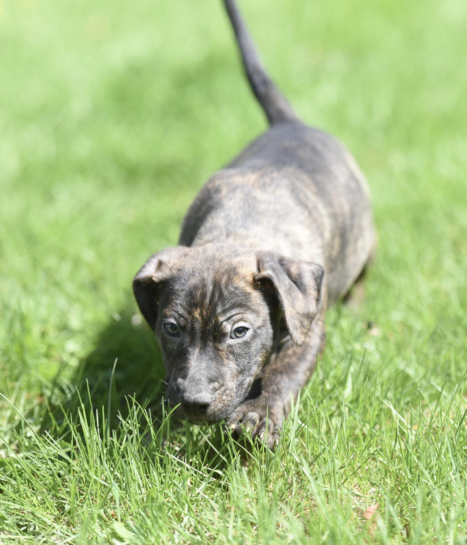 Parker, Adoptable, Puppy Male Pit Bull Terrier.