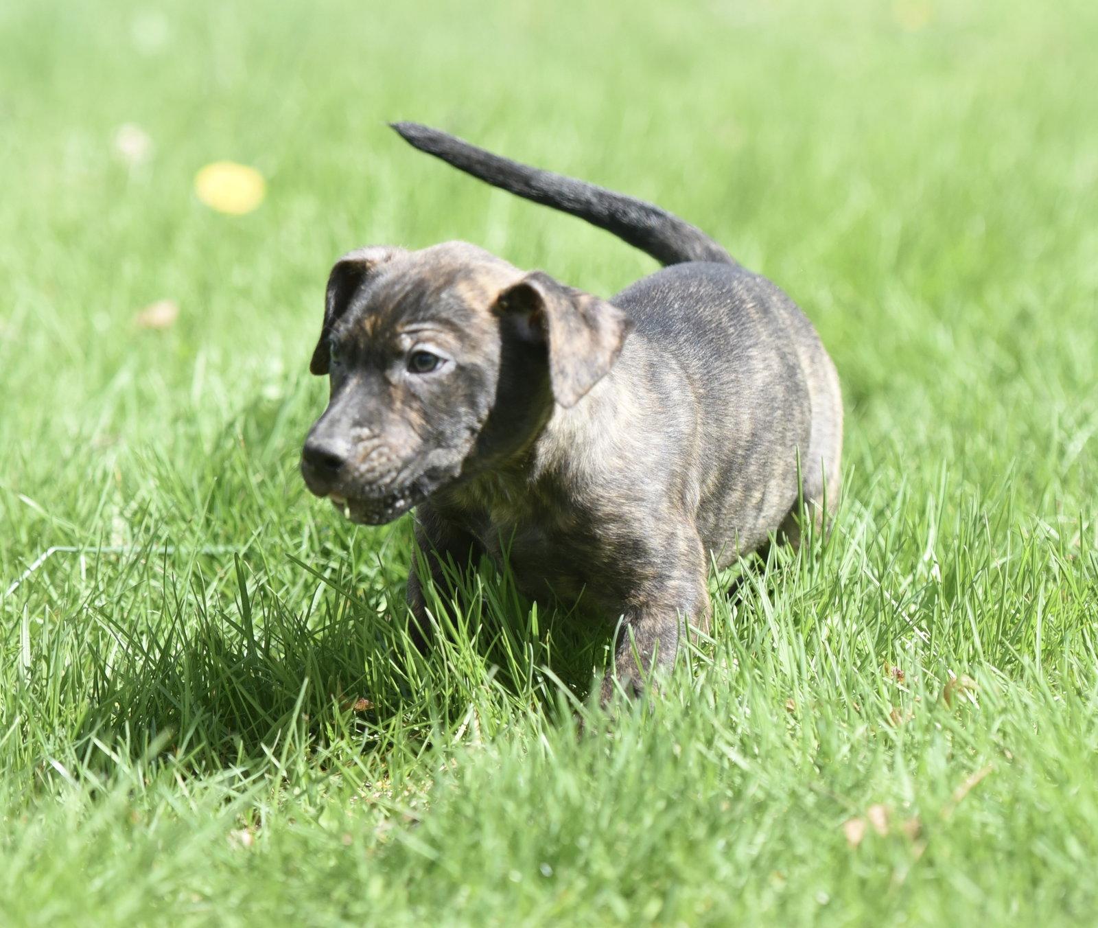 Parker, a Adoptable Pit Bull Terrier in Mechanicsburg, PA image 2/3