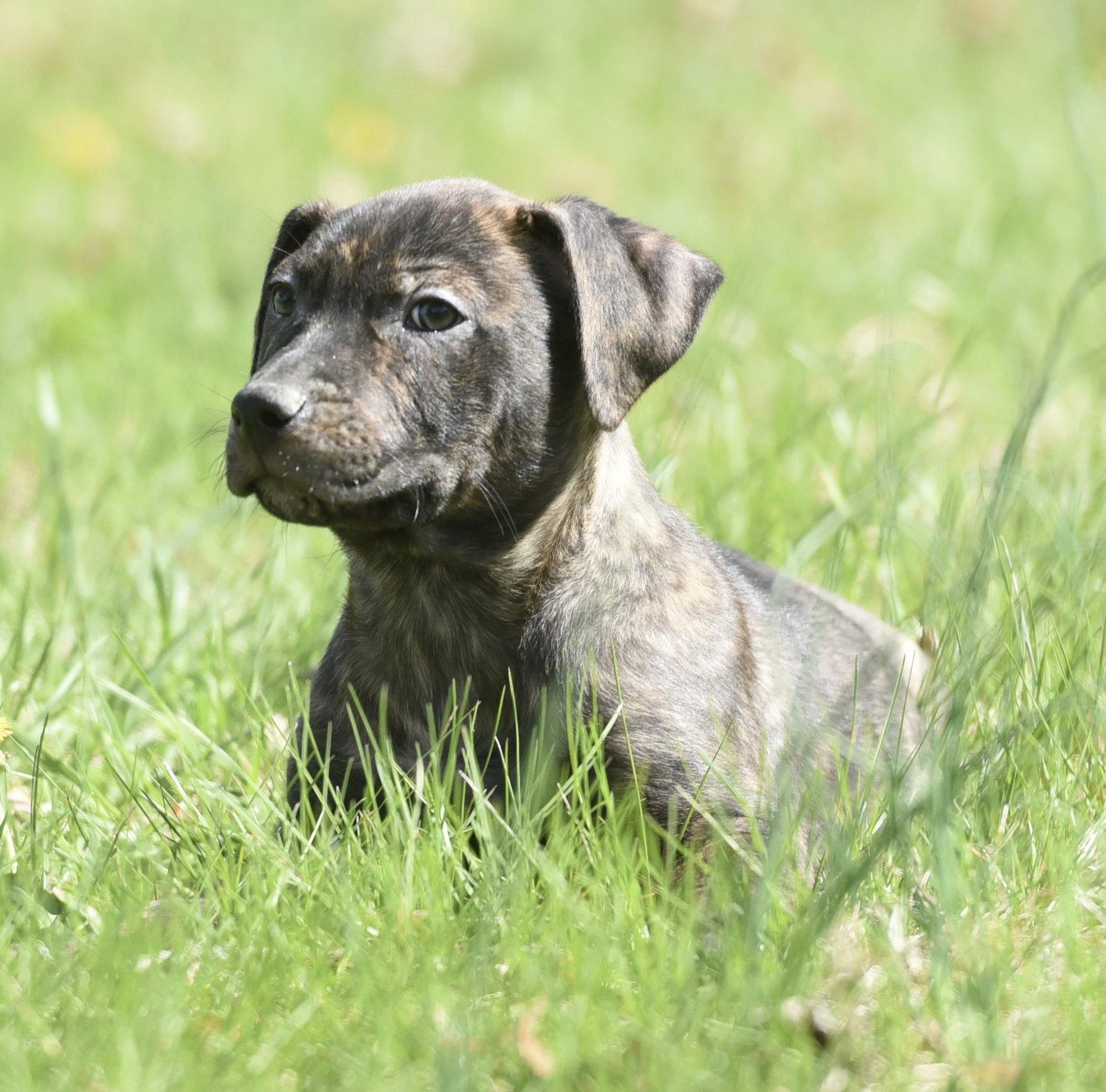Parker, a Adoptable Pit Bull Terrier in Mechanicsburg, PA image 3/3