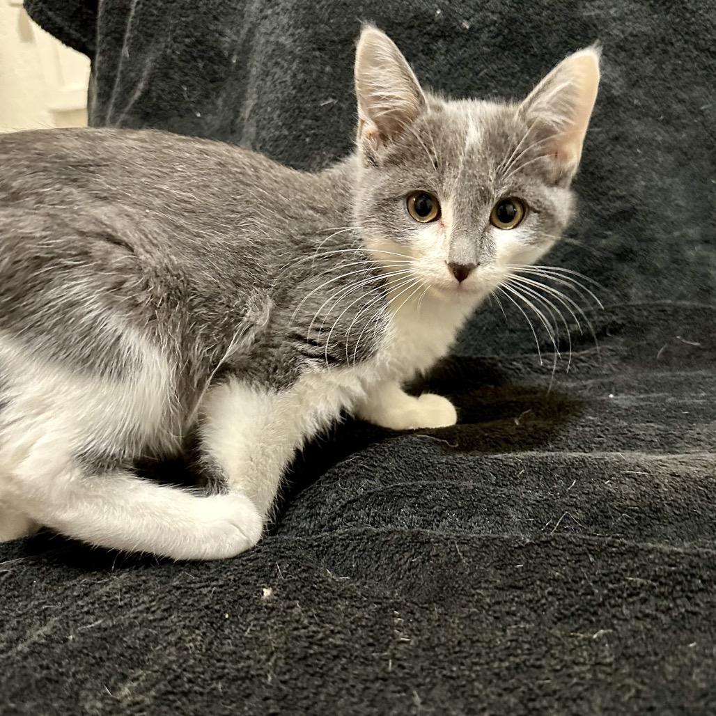 Wally, Adoptable, Kitten Male Domestic Short Hair.