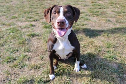 Toasted Marshmallow, Adoptable, Adult Female Labrador Retriever & Mixed Breed.
