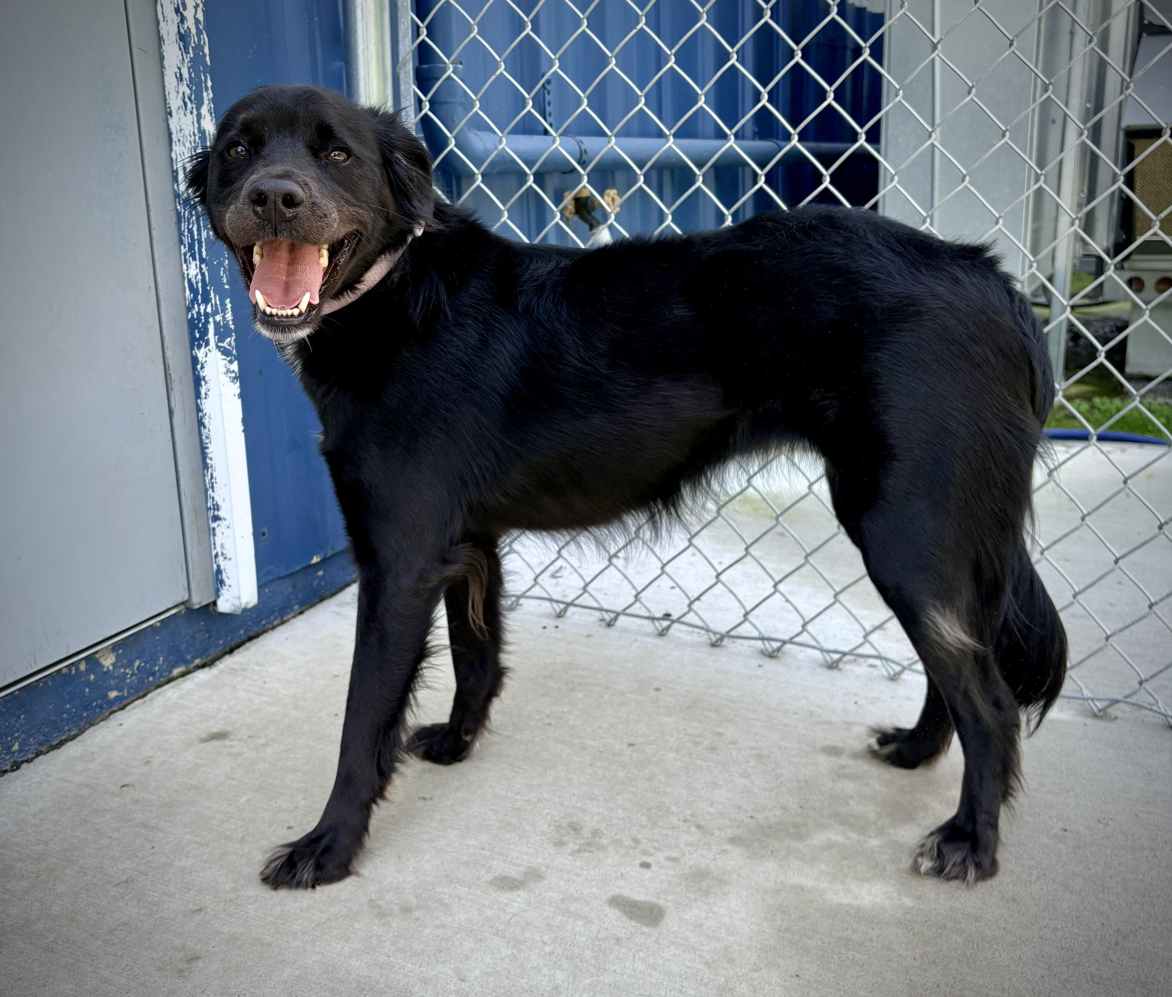 Jubilee, a ADOPTABLE mixed breed in Kalamazoo, MI image 2/4